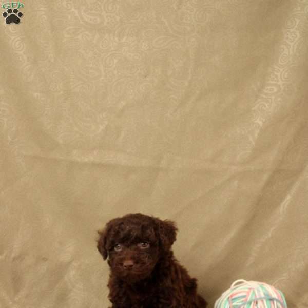 Hermit, Toy Poodle Puppy